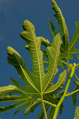 Fig leaves