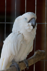 White parrot