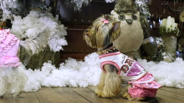 Yorkshire Terrier near the Christmas tree.