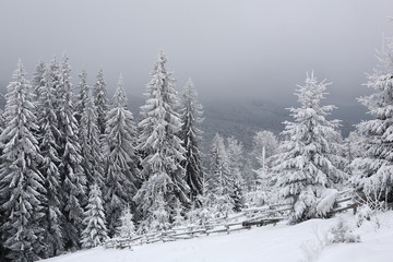 Naklejka premium Spruce, covered with a thick layer of snow and frost in the mist. Winter,
