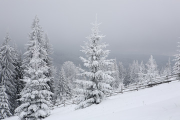 Spruce, covered with a thick layer of snow and frost in the mist. Winter,
