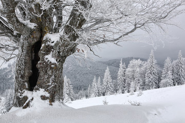 Beech, covered with frost. Winter,