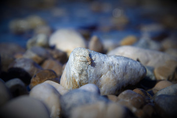 Nature Soul Impression