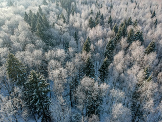 Winter forest on a cold sunny morning