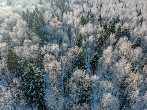 Fototapeta Winter forest on a cold sunny morning
