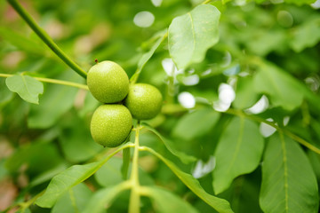 Green walnuts ripening on a walnut tree