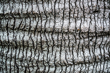 beautiful texture of old palm tree