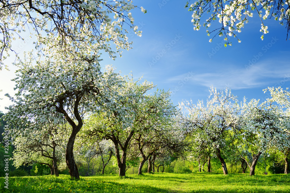 Wall mural beautiful old apple tree garden blossoming on sunny spring day.