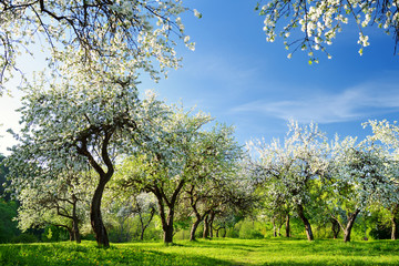 Beautiful old apple tree garden blossoming on sunny spring day. - obrazy, fototapety, plakaty