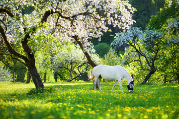 White horse grazing in beautiful old apple tree garden on sunny spring day.