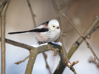 Obraz premium Long-tailed tit on a Bush branch