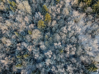 Winter forest on a cold sunny morning