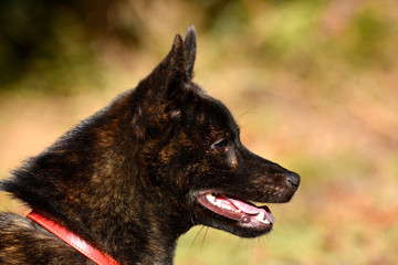 甲斐犬