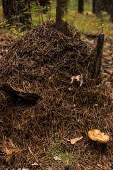 a mushroom grows near the anthill  