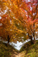 ハートの丘の赤き紅葉