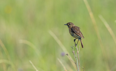 Fototapeta premium Female African stonechat bird perched on dry grass isolated against an out of focus green background image in landscape format with copy space