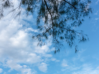 isolated green leaf on blue sky  with cloud background