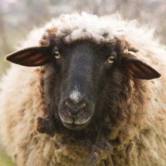 Sheep and goats graze on green grass in spring