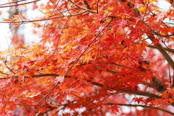 leaves color change background