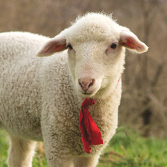 Sheep and goats graze on green grass in spring