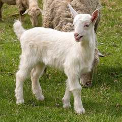 Sheep and goats graze on green grass in spring