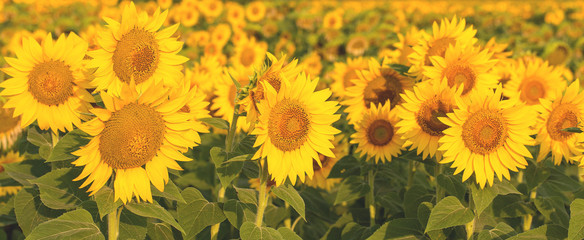 Golden summer sunflower background, space for your text	