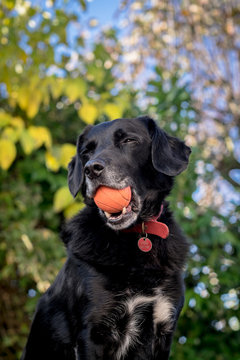 Dog with eyes closed hold ball in mouth, happy