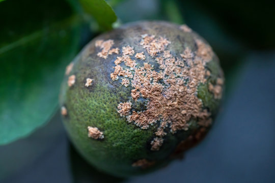 Lime ,Plant Disease, Citrus Canker