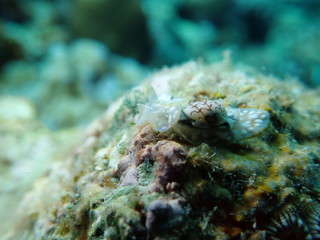 ウミウシ