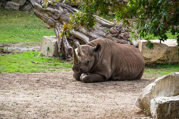 The rhino female lies resting surrounded by grass and trees.