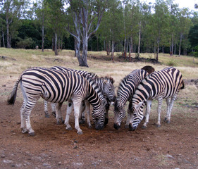 Fototapeta na wymiar zebras meeting