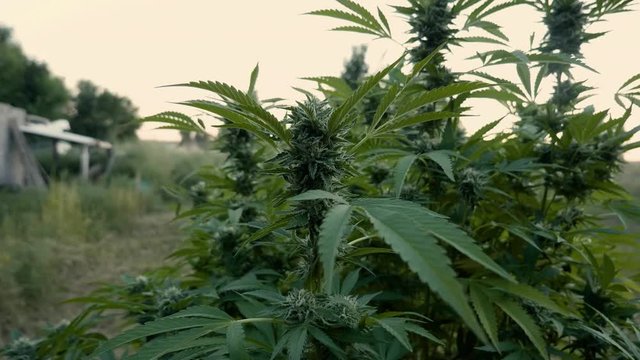 Slow motion zooming in on the top of a large outdoor cannabis plant mid bloom