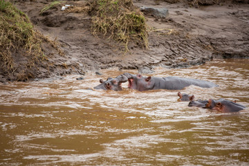 Two young hippos fighting