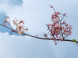Pink Prunus cerasoides on blue sky with cloud background