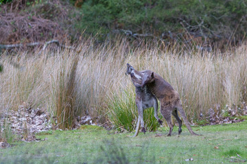 Bruny island Tasmania, Australia, two male red-necked, bennett's wallaby fighting