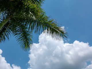 Fototapeta na wymiar green palm leaf on blue sky with cloud background