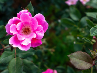 Fototapeta na wymiar Beautiful pink roses in the garden