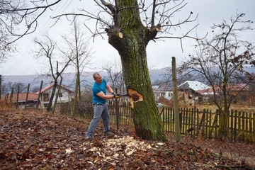 Lumberjack felling a big tree