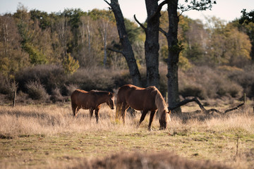 Fototapeta premium Beautiful portrait of New Forest pony in Autumn woodland landscape with vibrant Fall color all around