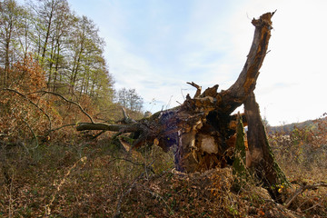 Broken down oak