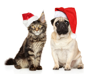 Pug and Maine Coon kitten together in Santa hats