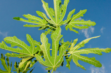 Fig leaves on a blue sky
