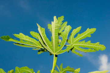 green leaf on blue sky