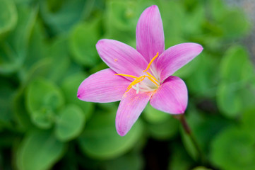 close up of a pink flower on green background