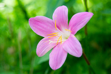 pink flower on green background