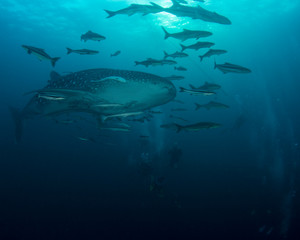 Fototapeta na wymiar Scuba diving with Whale Shark 