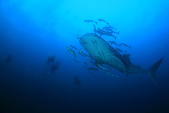 Scuba diving with Whale Shark 