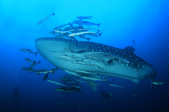 Scuba diving with Whale Shark 