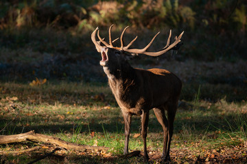 Beautiful portrait of red deer stag Cervus Elaphus in colorful Autumn Fall woodland landscape