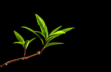 Long and slender leaf shape of rainforest plant in black background